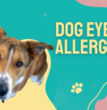 Allergic Conjunctivitis in Pets