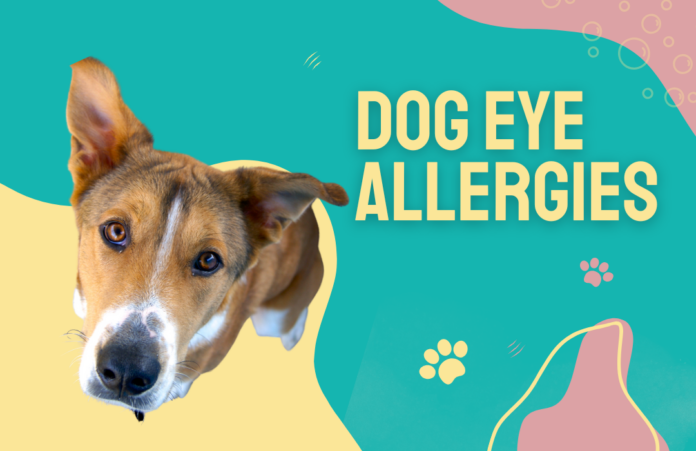 Allergic Conjunctivitis in Pets