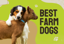 Best Farm Dogs