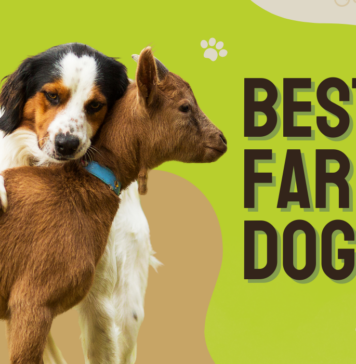 Best Farm Dogs
