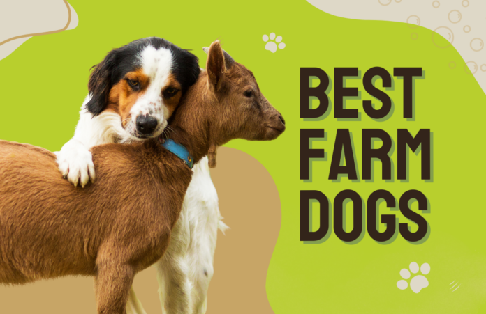 Best Farm Dogs