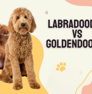 Goldendoodle Vs Labradoodle Comparison Guide