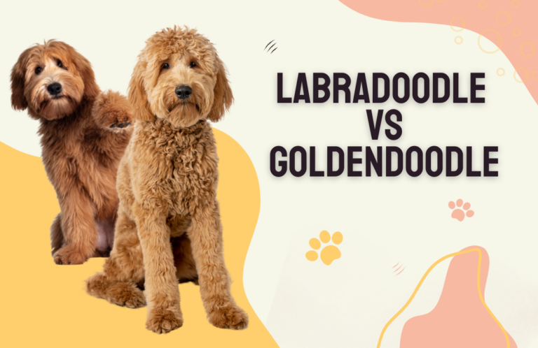 Goldendoodle Vs Labradoodle Comparison Guide