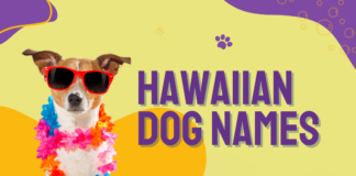 Hawaiian names for dogs