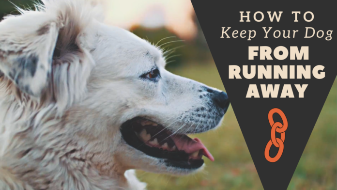 How to Keep Your Dog From Running Away