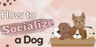 How to Socialize a Dog