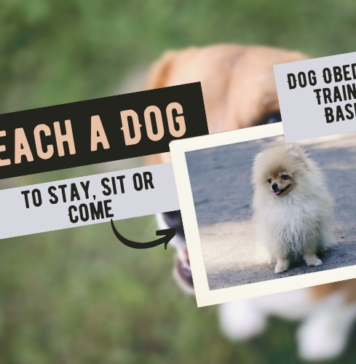How to Teach a Dog to Stay, Sit or Come When Asked - Dog Obedience Training Basics