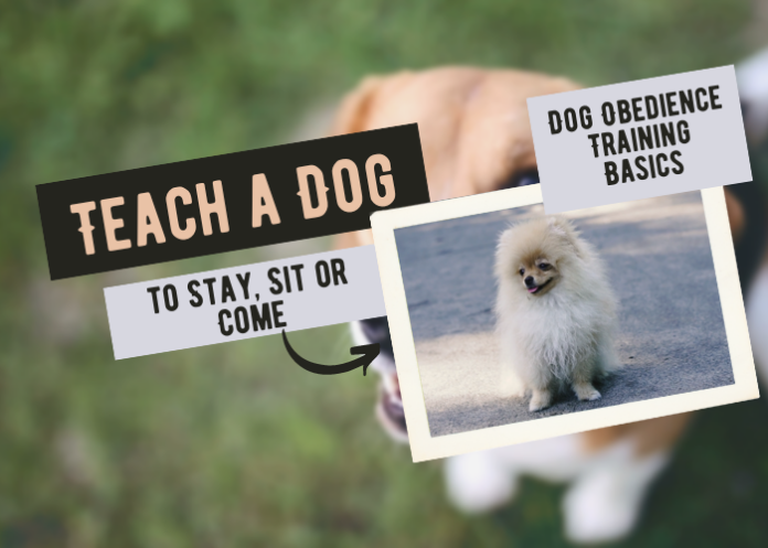 How to Teach a Dog to Stay, Sit or Come When Asked - Dog Obedience Training Basics