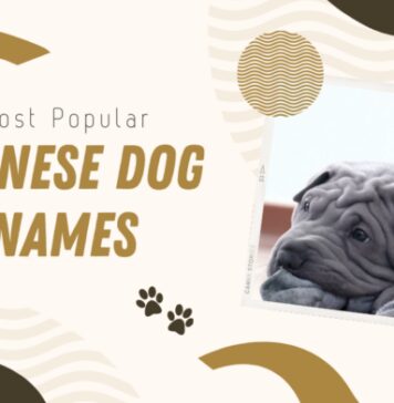 Most Popular Chinese Dog Names