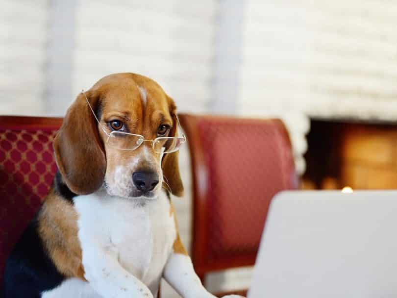Smart Beagle