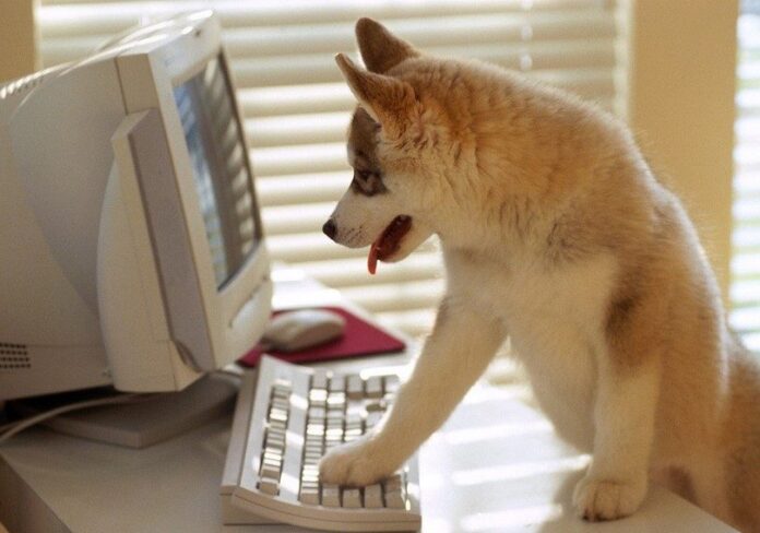 Smart Husky on the computer