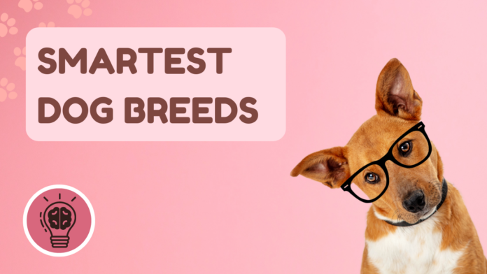 Smartest Dog Breeds