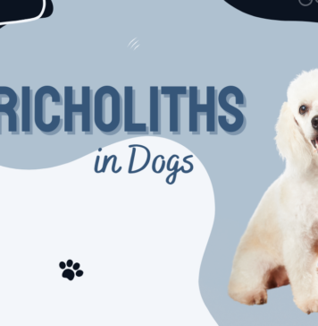 Trichobezoars in Dogs
