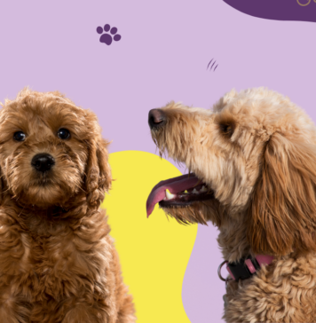 When Do Goldendoodles Calm Down