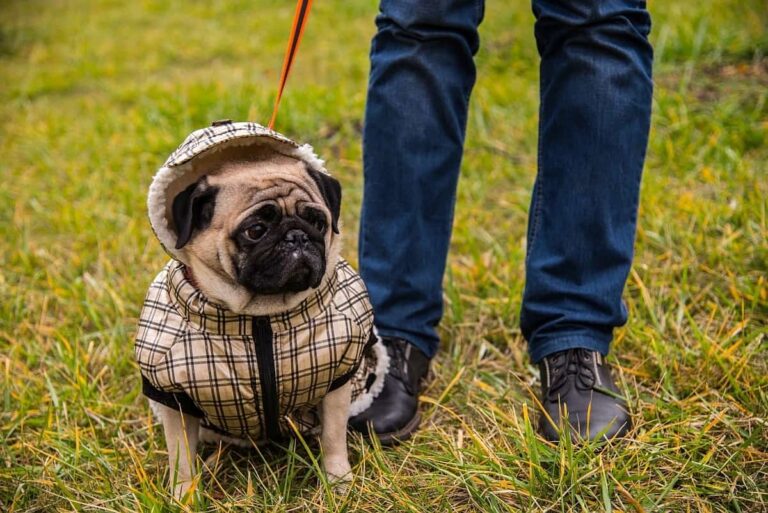 When Should A Dog Wear A Harness Coat – 2022 Guide