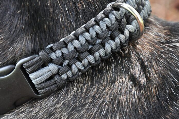 Black-Dog-collar