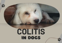 Coltis Dog Disease