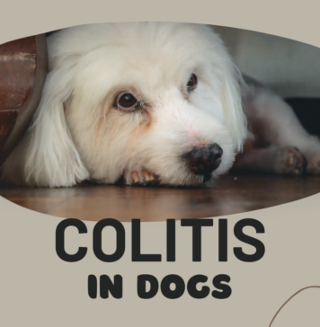 Coltis Dog Disease