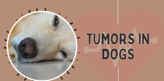 Dog Tumor
