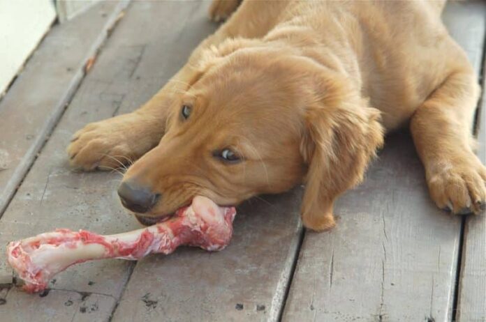 Dog-chewing-bone
