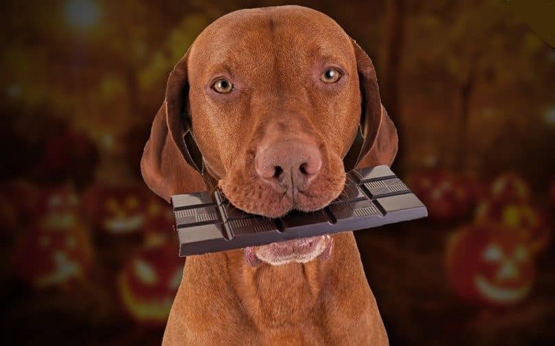Dog holding a chocolate