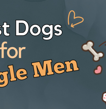 Dogs For Single Man - Breeds