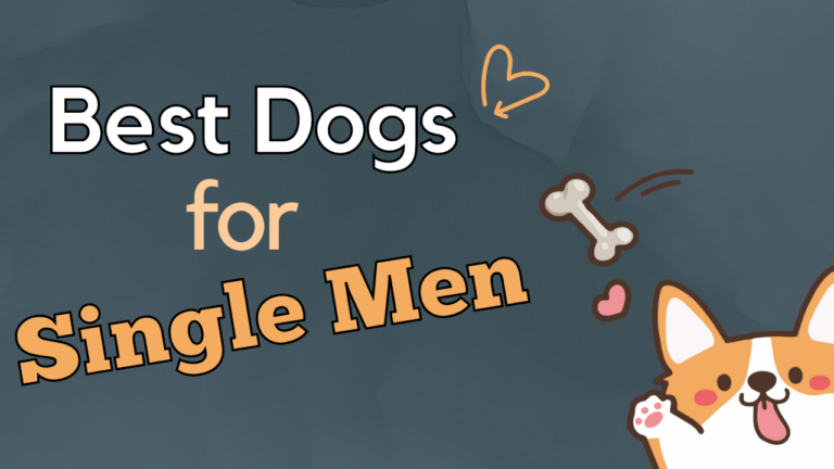 Dogs For Single Man - Breeds