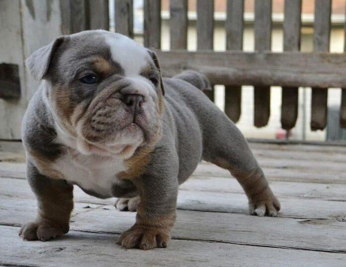 English Bulldog