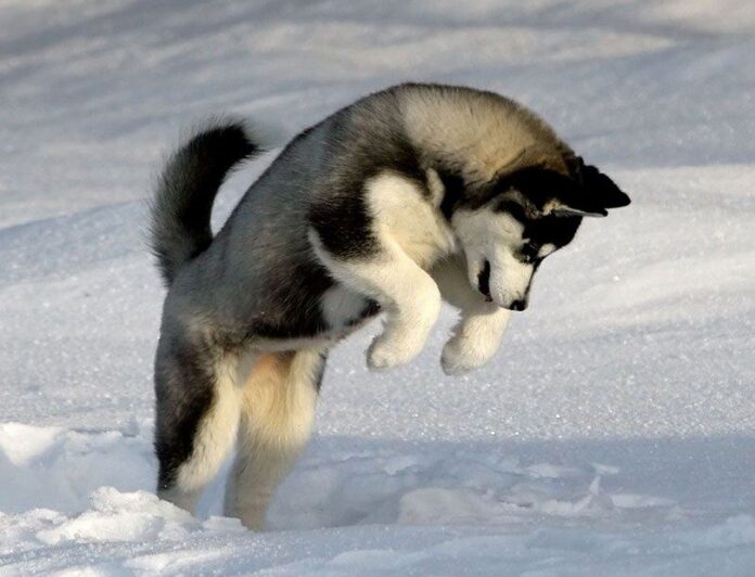 Husky-restless-in-the-snow