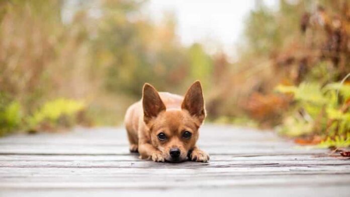Lazy Chihuahua dog