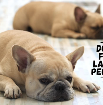 Low Maintanance Dogs for Lazy Owners