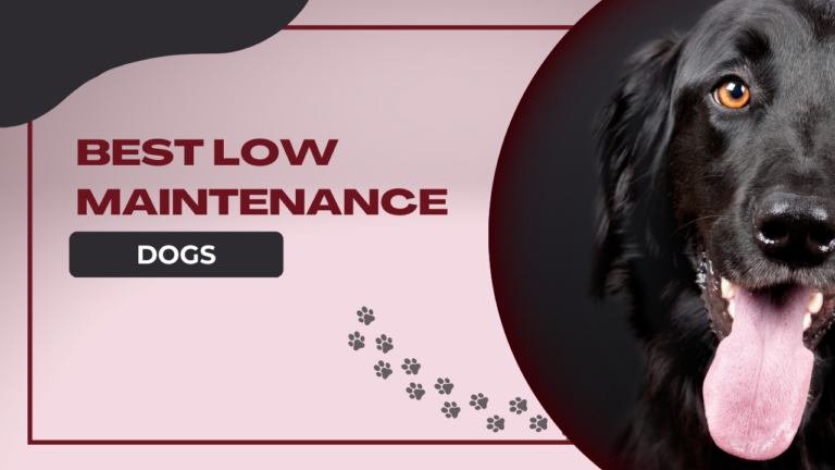 Best Low Maintenance Dogs – for High Maintenance Owners