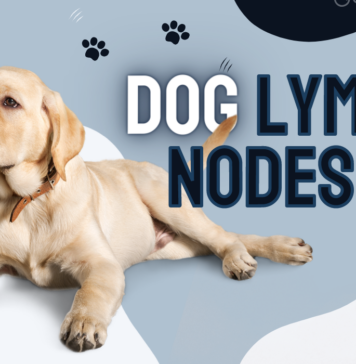 Lymphoma in Dogs