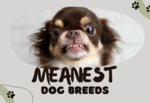 Meanest Dog Breeds