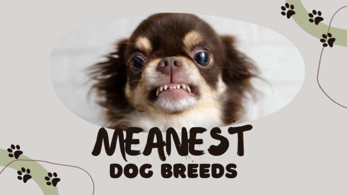 Meanest Dog Breeds