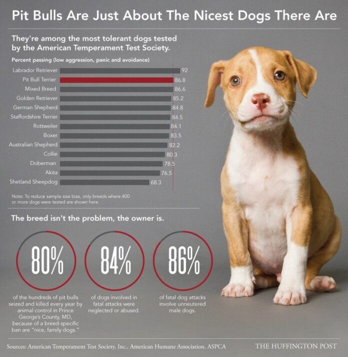 Pitbulls-are-nice-infographic