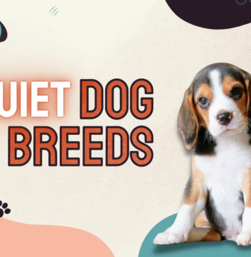 Quiet Dog Breeds