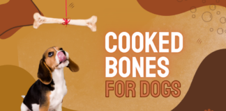 Safe Cooked Bones for Dogs