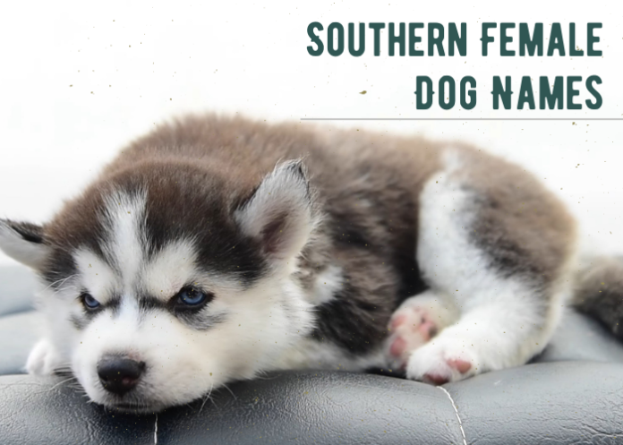 Southern Female Dog Names