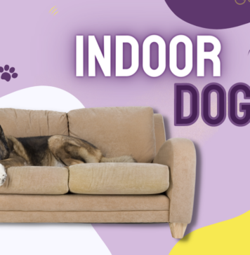 best indoor dogs