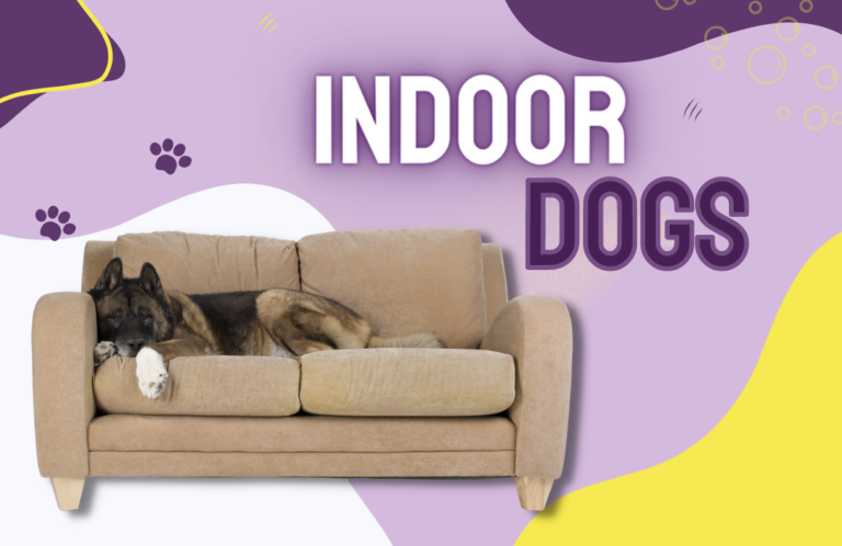 Best House Dogs – Best Canine Companions for Your Household