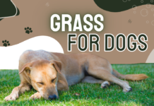 best reel grass for dogs