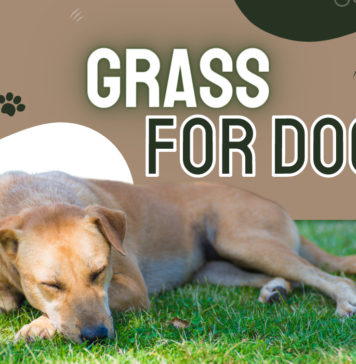 best reel grass for dogs