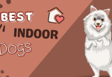 Best dogs for small indoor spaces