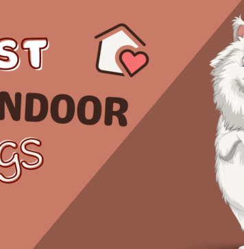 Best dogs for small indoor spaces