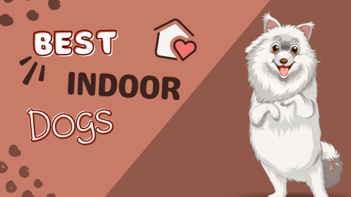 Best dogs for small indoor spaces