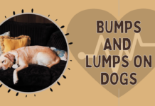 Bumps and Lumps on Dogs - Canine health