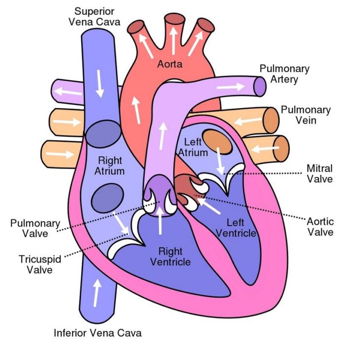 Dog-heart-diagram