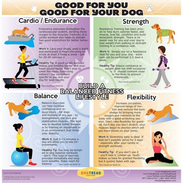 Exercise-for-your-dog