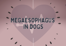 Megaesophagus - Medical Condition in Dogs